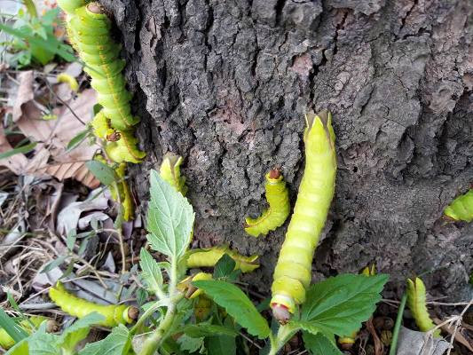 Rợn người cảnh hàng ngàn con sâu 'lạ' xuất hiện ở Bình Dương ảnh 2