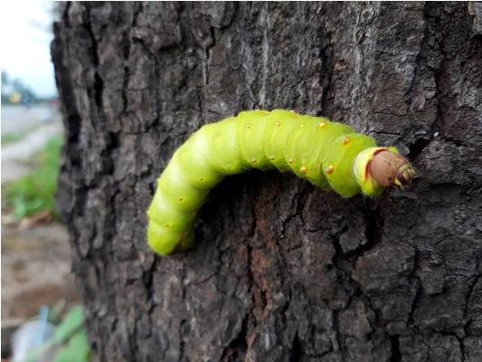 Rợn người cảnh hàng ngàn con sâu 'lạ' xuất hiện ở Bình Dương ảnh 3
