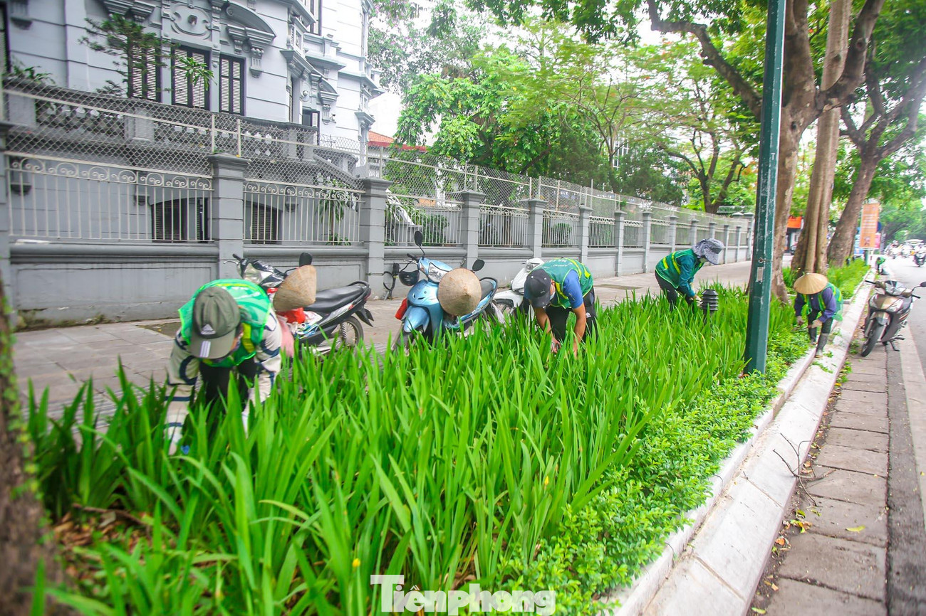 Đội ngũ công nhân cắt tỉa thảm cỏ trên phố Trần Hưng Đạo.