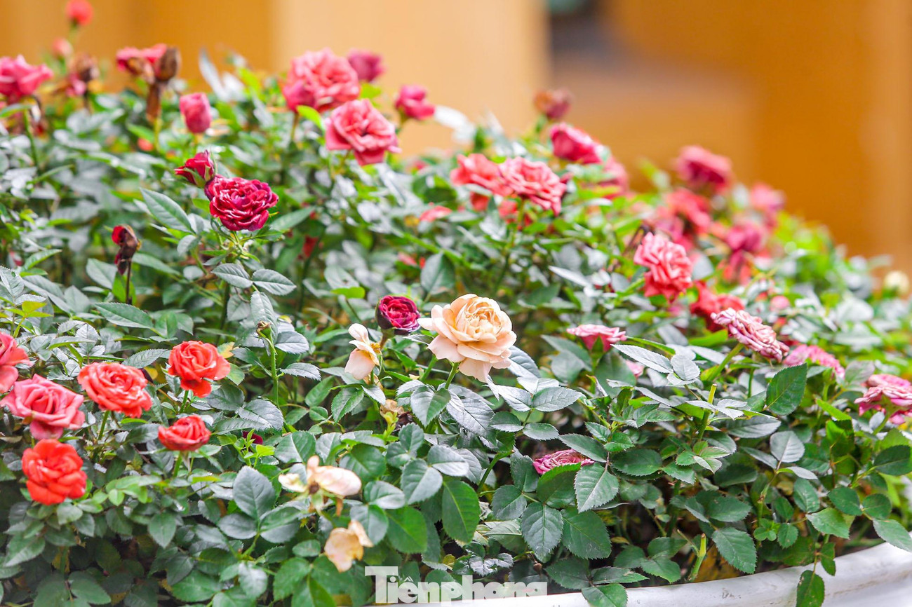 Bồn hoa được trang trí với nhiều loài hoa khác nhau chào đón SEA Games 31.