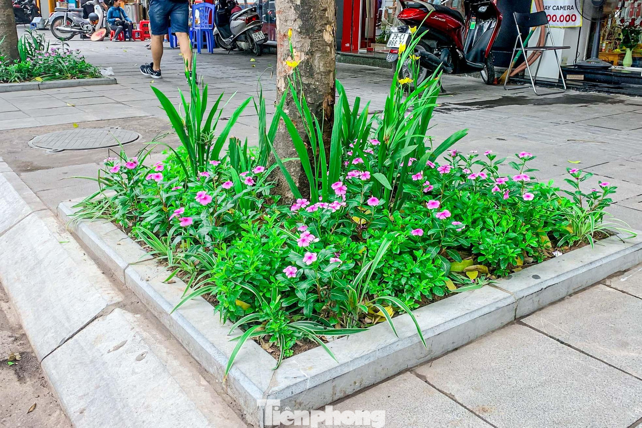 Thảm hoa độc đáo tại ô cây bên vỉa hè.