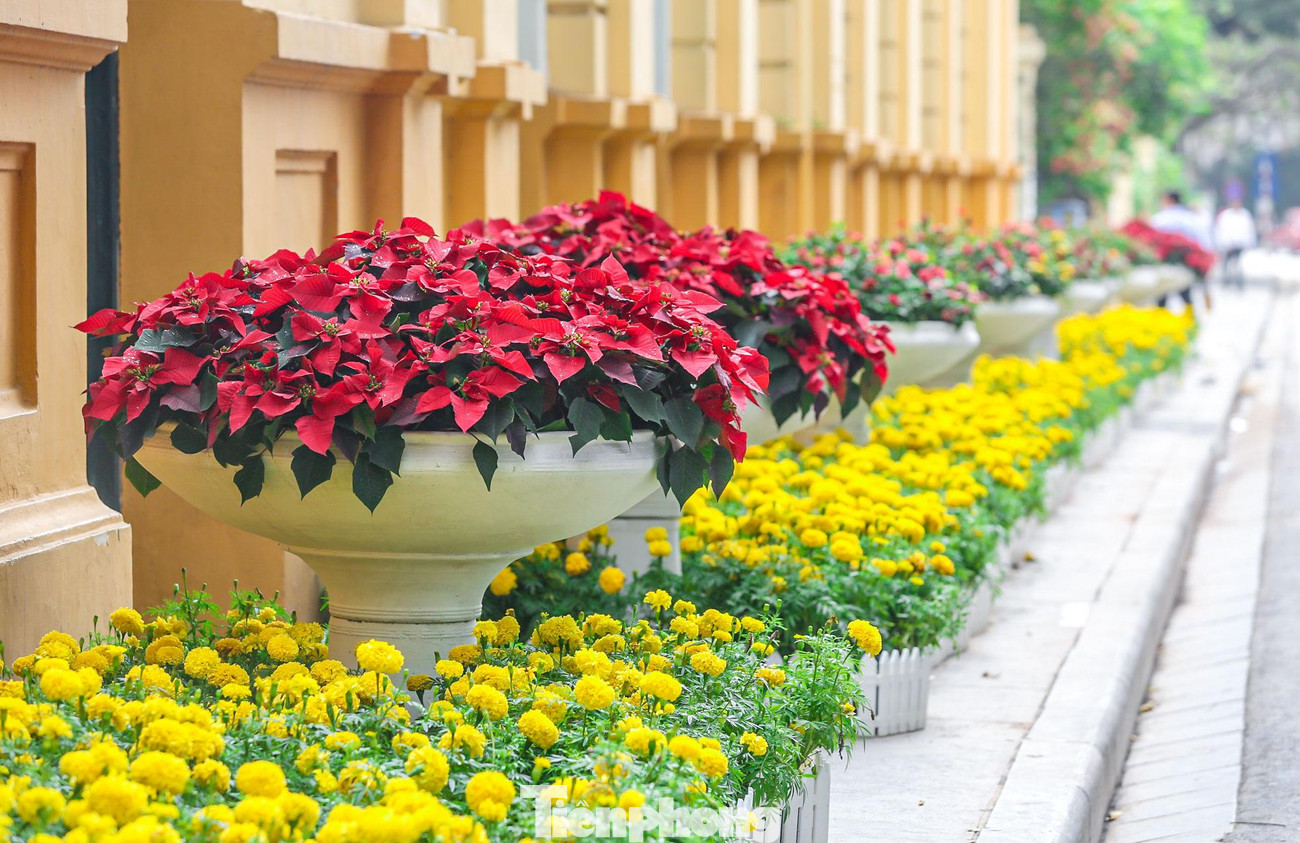 Hoa được trang trí rực rỡ đủ sắc màu tại phố Lê Lai.
