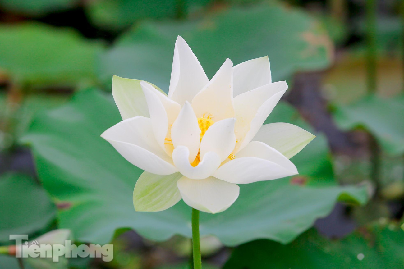Cây hoa sen trắng cũng tương tự như hoa sen hồng nhưng màu trắng mang lại sự thuần khiết, bình dị nhưng đầy kiêu hãnh.