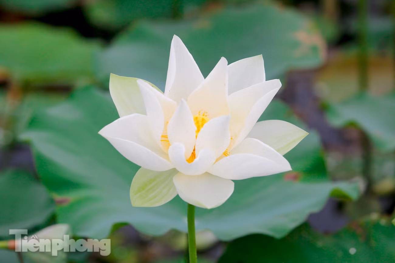 Cây hoa sen trắng cũng tương tự như hoa sen hồng nhưng màu trắng mang lại sự thuần khiết, bình dị nhưng đầy kiêu hãnh.
