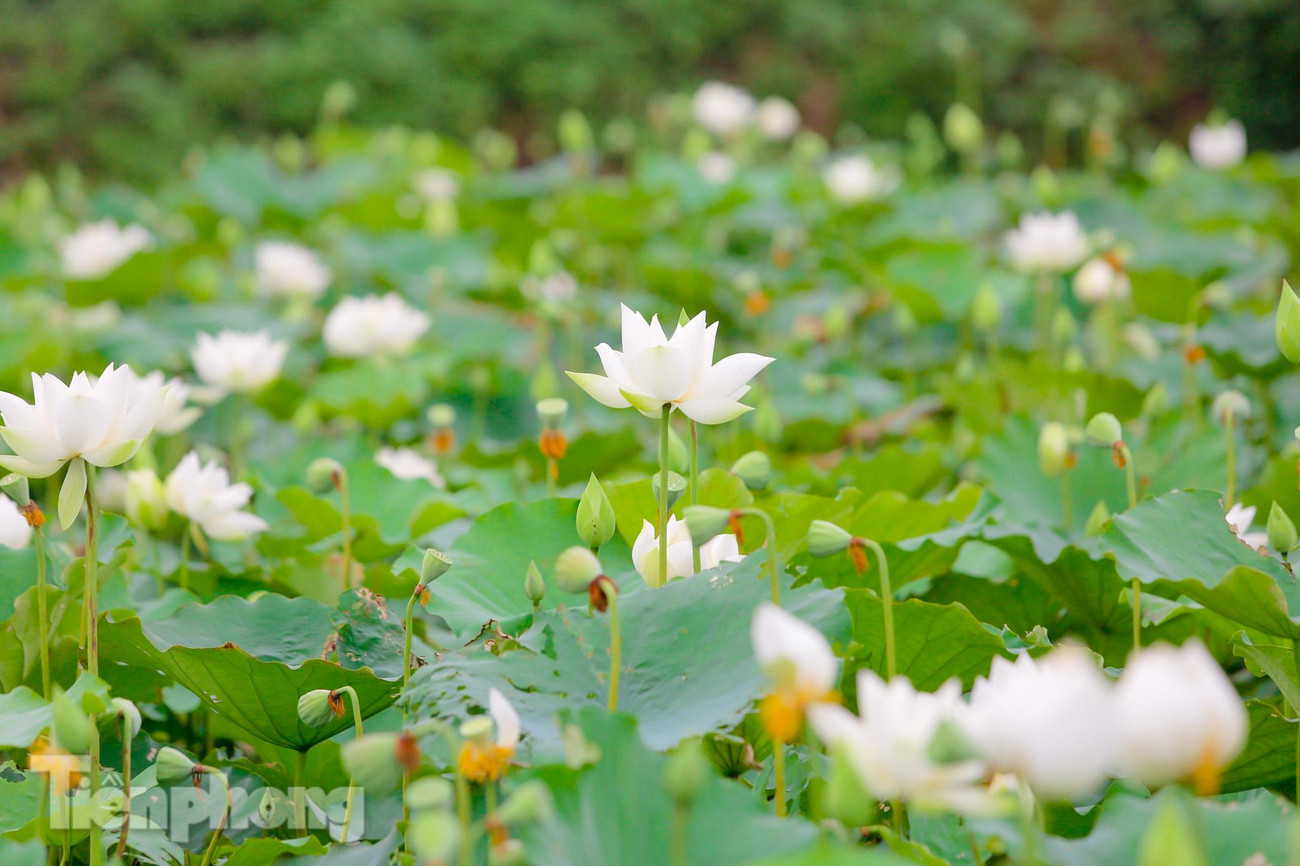 Những cánh hoa trắng muốt xếp so le, sát nhau.