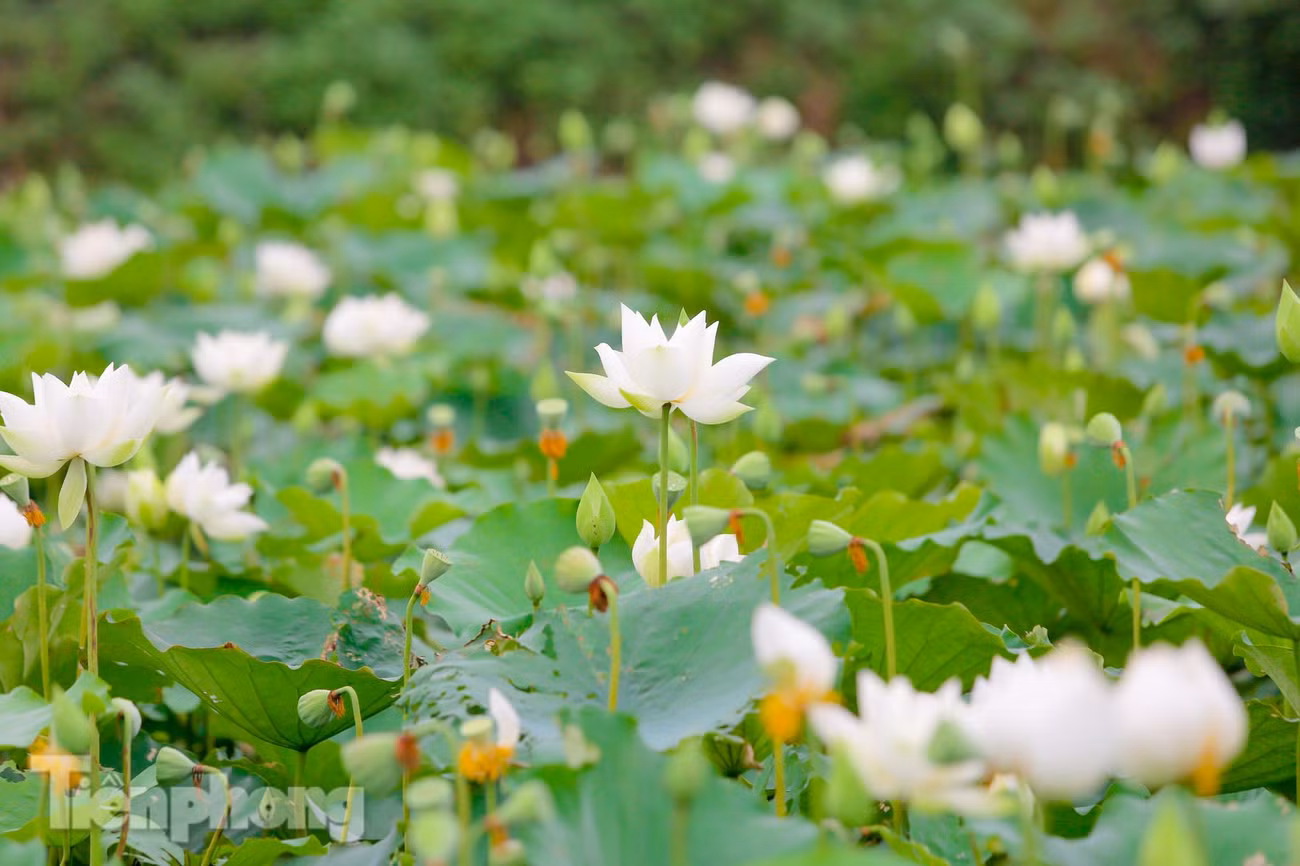 Những cánh hoa trắng muốt xếp so le, sát nhau.
