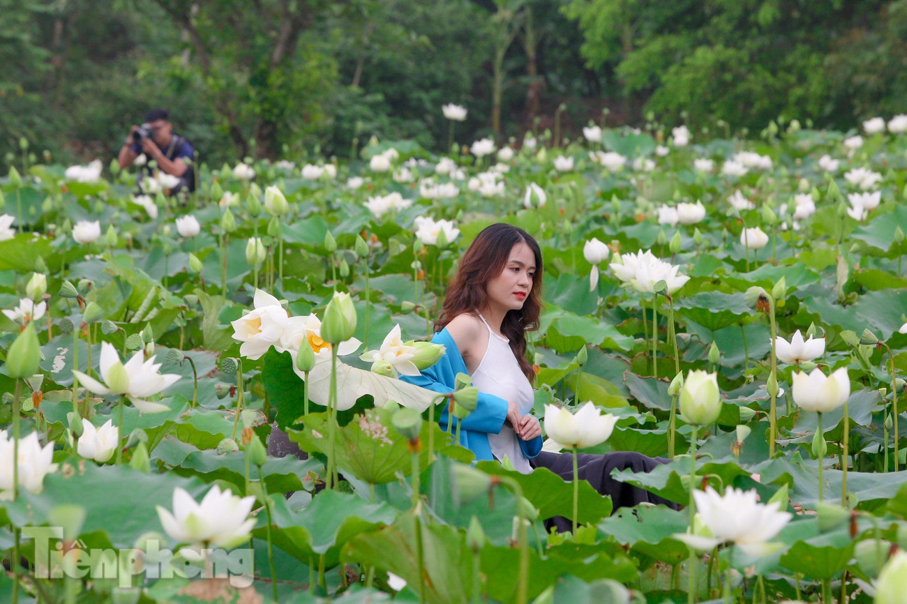 "Em biết được đầm sen này qua một người bạn. Mọi năm em hay chụp sen đỏ ở Hồ Tây, năm nay em quyết định chụp sen trắng với áo dài", bạn Hà Anh (sn 1998, Thanh Xuân) chia sẻ.