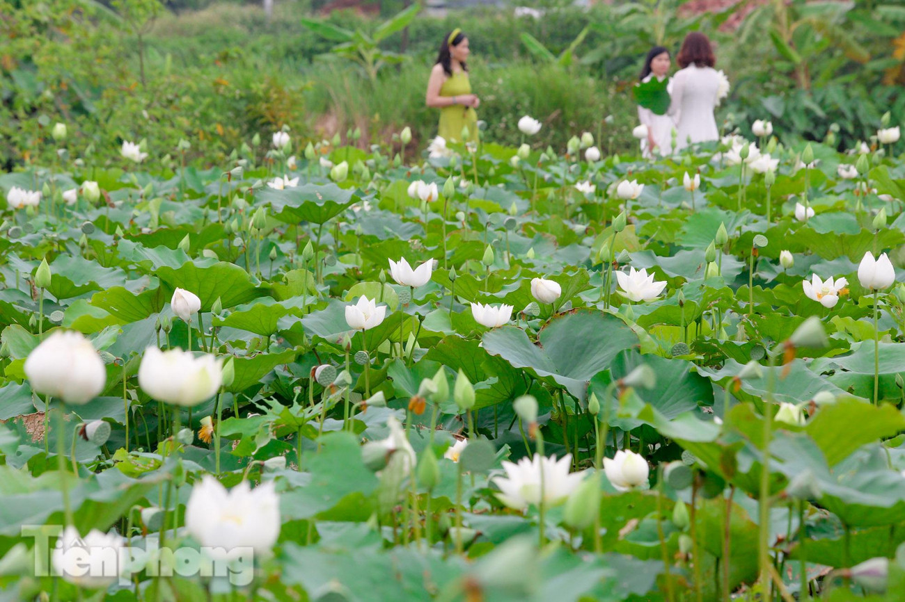 Nằm tại xã Tam Hưng (huyện Thanh Oai, Hà Nội) cách trung tâm khoảng 20km, đầm sen rộng mênh mông độc nhất ở Hà Nội vì ở đây chỉ trồng duy nhất loài sen trắng. Được biết hoa sen trắng hiếm có này này do anh Nguyễn Văn Thọ (Tam Hưng, Thanh Oai, Hà Nội) đem giống về trồng khoảng 7 năm trước nhưng mới chỉ thành công 3 năm trở lại đây.