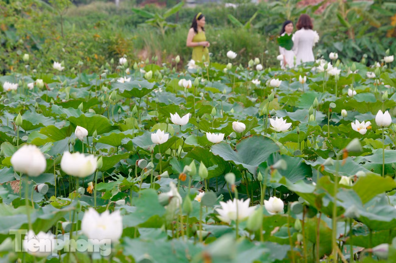 Nằm tại xã Tam Hưng (huyện Thanh Oai, Hà Nội) cách trung tâm khoảng 20km, đầm sen rộng mênh mông độc nhất ở Hà Nội vì ở đây chỉ trồng duy nhất loài sen trắng. Được biết hoa sen trắng hiếm có này này do anh Nguyễn Văn Thọ (Tam Hưng, Thanh Oai, Hà Nội) đem giống về trồng khoảng 7 năm trước nhưng mới chỉ thành công 3 năm trở lại đây.