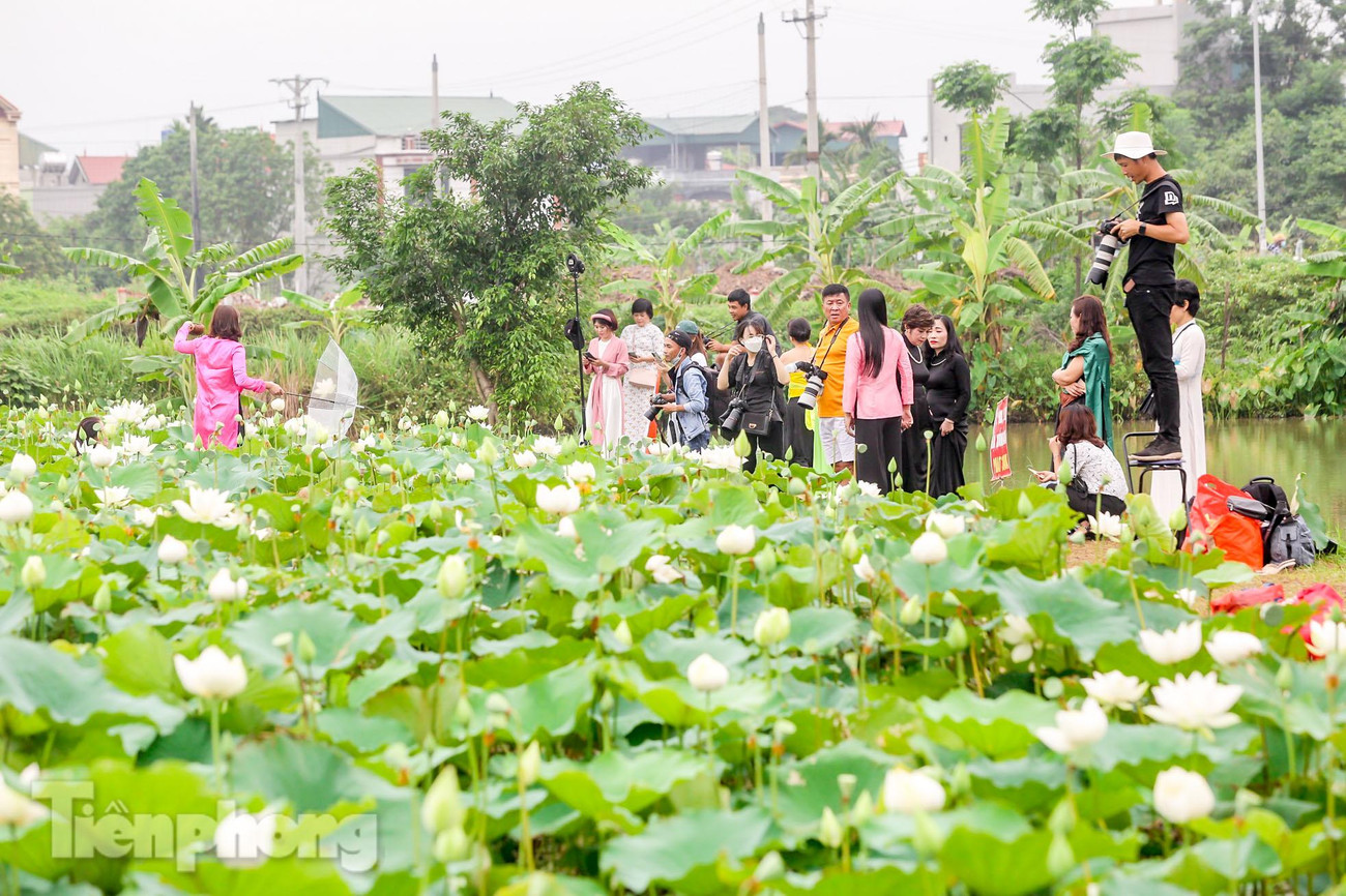 Mỗi ngày có khoảng trăm khách đến chụp ảnh, mua hoa, cuối tuần thì đông hơn, lên đến hơn 300-400 khách.