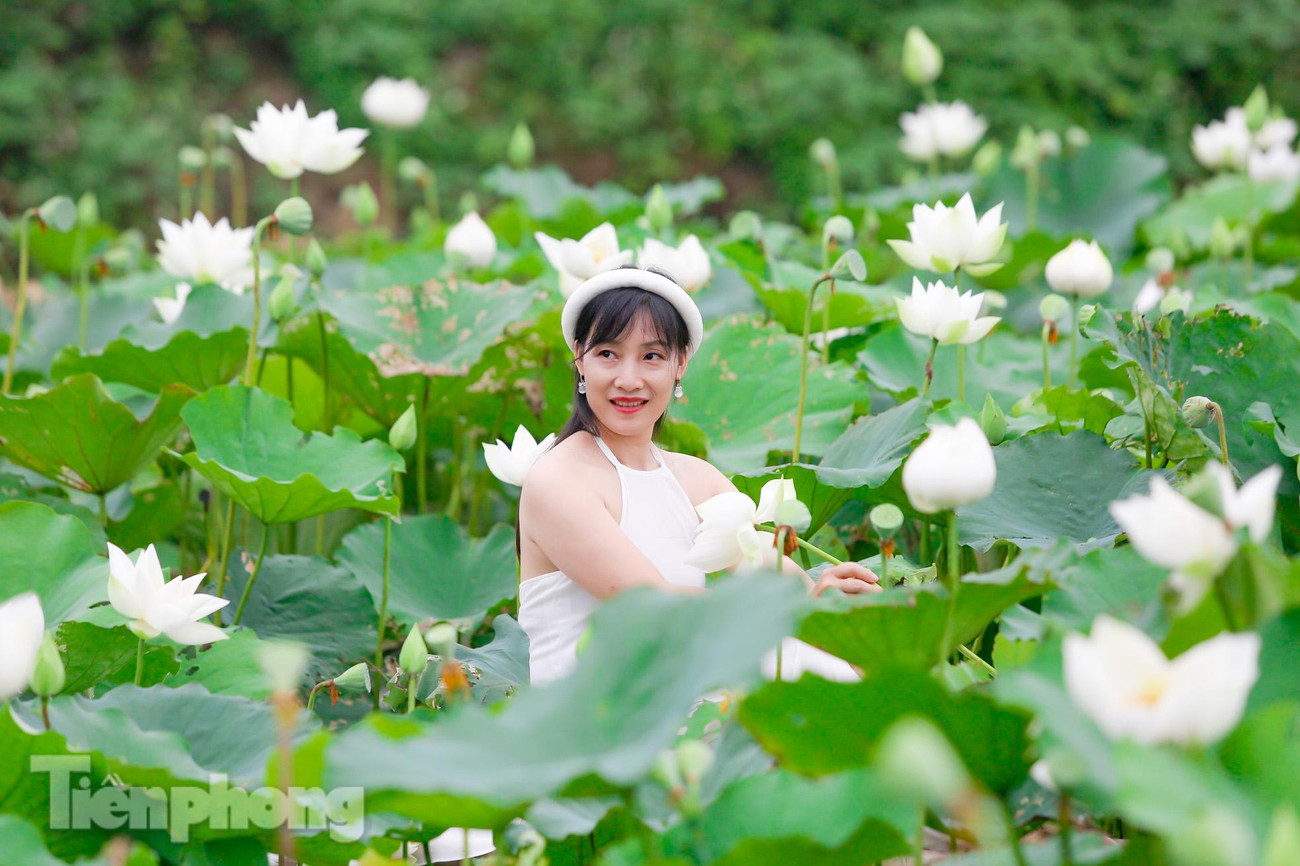 Loài hoa sen tượng trưng cho một vẻ đẹp thuần khiết, thanh cao, trinh nguyên, trang trọng và đầy sự tôn nghiêm. Chính vì lẽ đó mà hoa sen trắng trở thành biểu tượng cho một tình yêu trong sáng, chân thành và trường tồn vĩnh cữu.