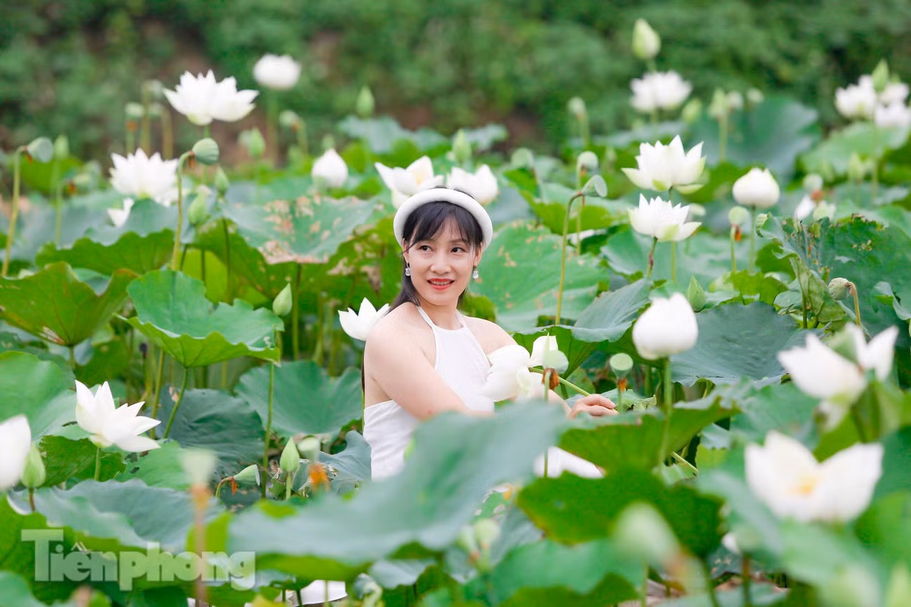 Loài hoa sen tượng trưng cho một vẻ đẹp thuần khiết, thanh cao, trinh nguyên, trang trọng và đầy sự tôn nghiêm. Chính vì lẽ đó mà hoa sen trắng trở thành biểu tượng cho một tình yêu trong sáng, chân thành và trường tồn vĩnh cữu.