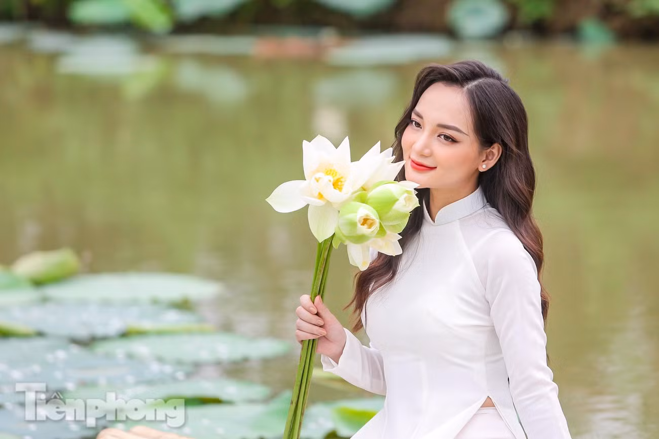 Hình ảnh sen hồng khá gần gũi nhưng sen trắng lại khá lạ mắt với người dân Hà Nội.