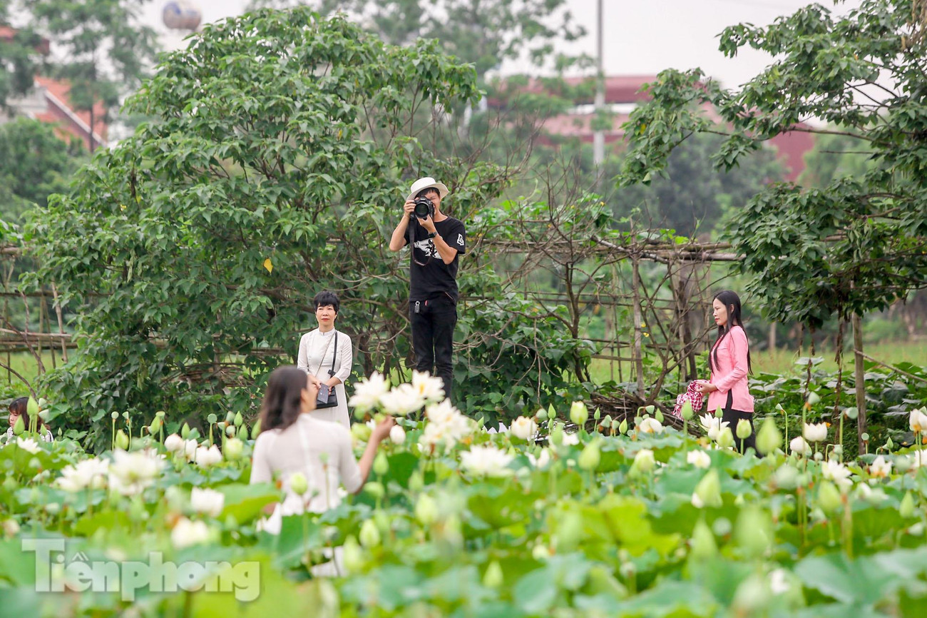 Thợ ảnh, nhiếp ảnh gia bội thu với đầm sen trắng.