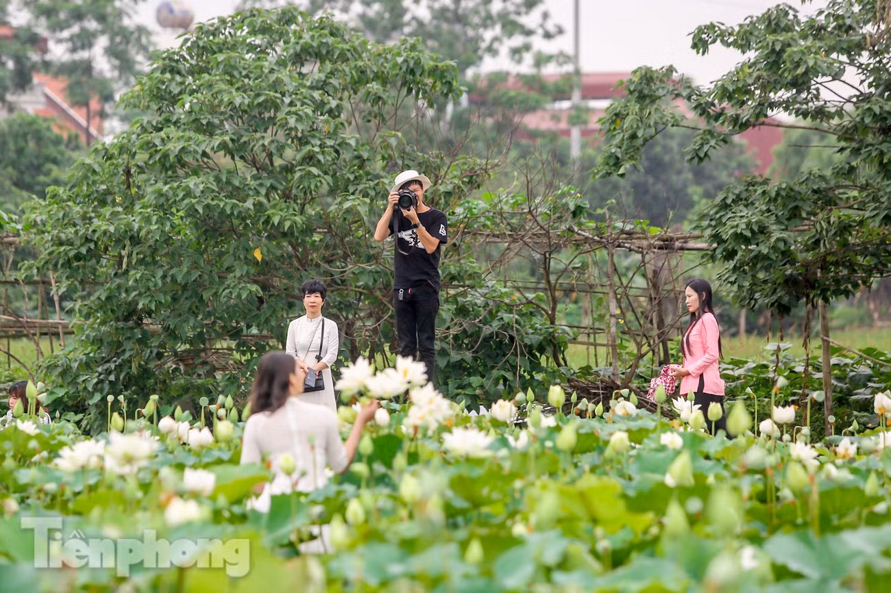 Thợ ảnh, nhiếp ảnh gia bội thu với đầm sen trắng.