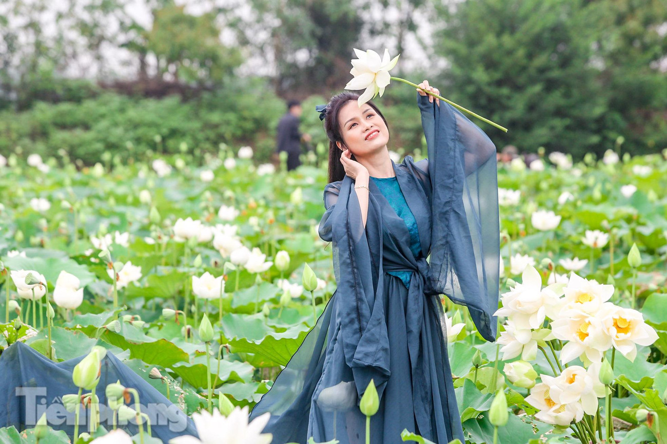 Đài sen có chứa rất nhiều hạt sen. Ở giữa hạt sen có tâm sen màu xanh có công dụng rất tốt cho sức khoẻ.