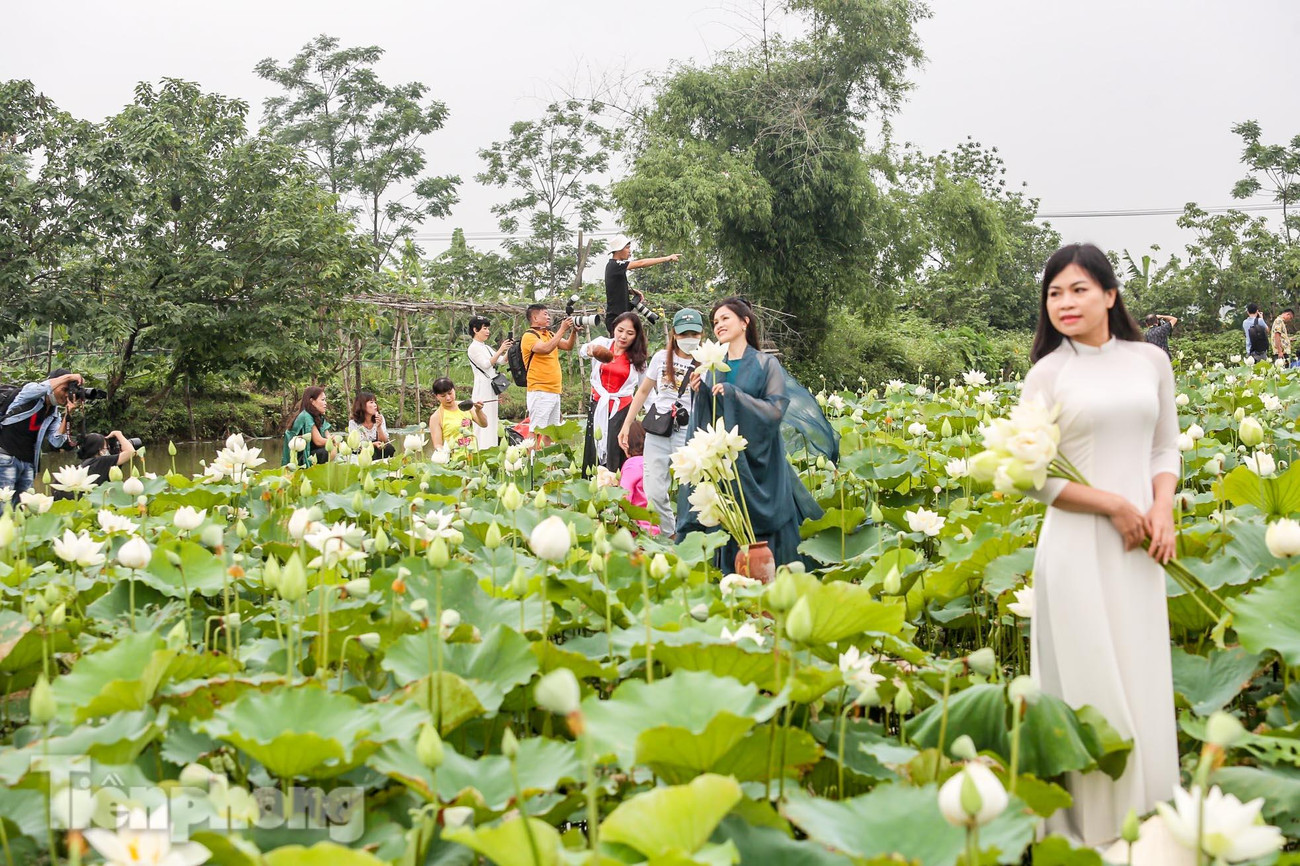 "Tháng 5 đầm hoa sen bắt đầu nở rộ, trắng đẹp, nhiều người tìm đến mua, chụp ảnh. Qua hàng năm số lượng tăng dần, đặc biệt là những nhiếp ảnh gia, những người yêu hoa, nhiều người muốn mua gốc về trồng nhưng tôi không đồng ý, tôi chỉ bán hoa thôi", anh Thọ chia sẻ.