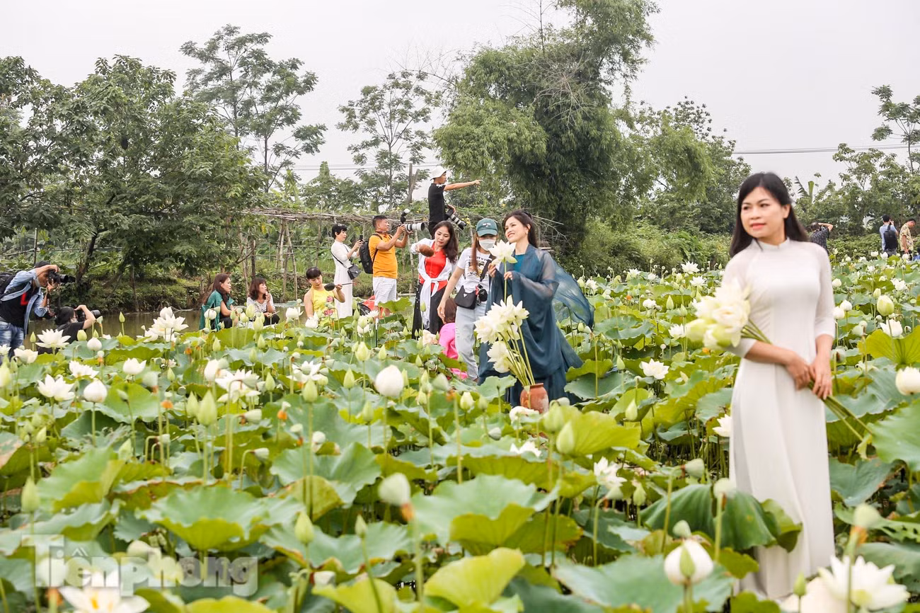 "Tháng 5 đầm hoa sen bắt đầu nở rộ, trắng đẹp, nhiều người tìm đến mua, chụp ảnh. Qua hàng năm số lượng tăng dần, đặc biệt là những nhiếp ảnh gia, những người yêu hoa, nhiều người muốn mua gốc về trồng nhưng tôi không đồng ý, tôi chỉ bán hoa thôi", anh Thọ chia sẻ.
