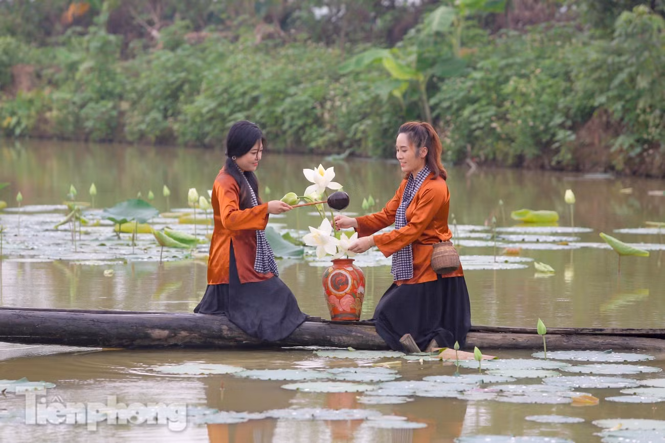 Với giá vé 50.000/người/lượt, đầm sen trắng độc đáo này đang thu hút người dân Hà thành, đặc biệt là thiếu nữ đến chụp ảnh, thả dáng bên hoa.