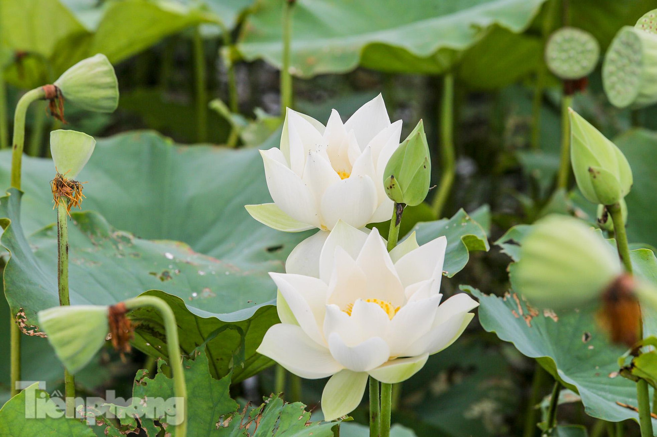 Những cây sen cao tới 1,5-2m và phát triển thân rễ theo chiều ngang bò dưới mặt nước khoảng 3m.