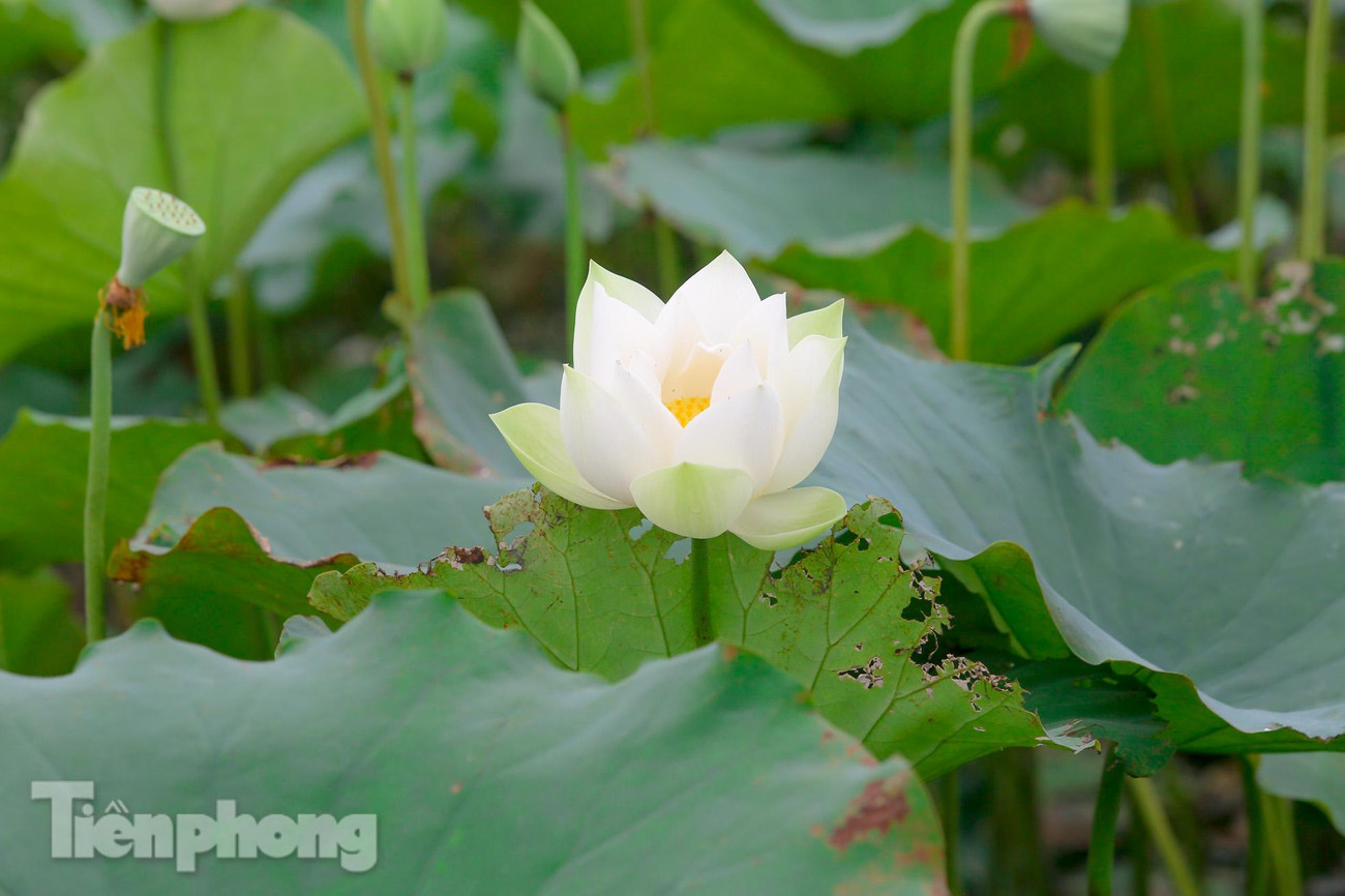 Cánh sen thanh khiết điểm xuyết nhụy vàng.