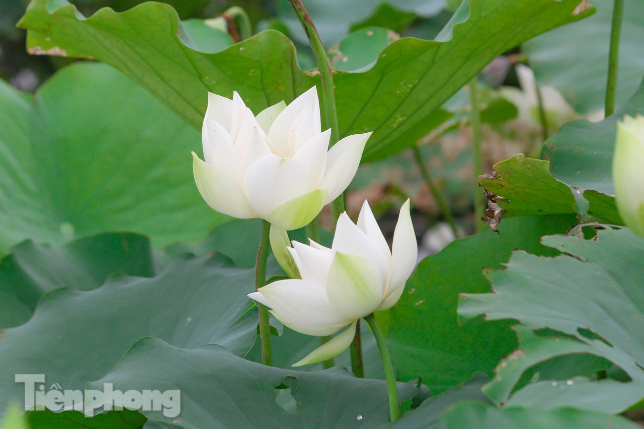 Cây hoa sen trắng cũng tương tự như hoa sen hồng nhưng màu trắng mang lại sự thuần khiết, bình dị nhưng đầy kiêu hãnh.