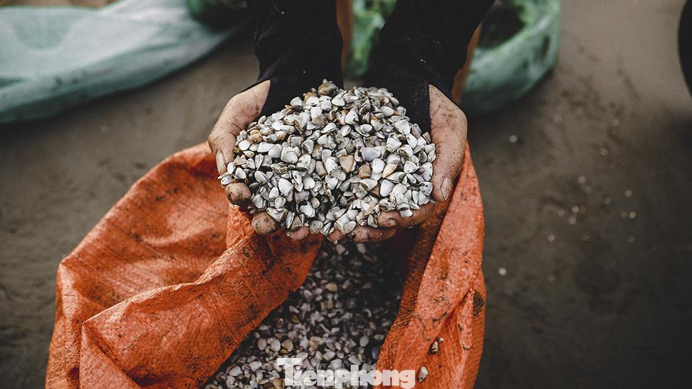 Don sẽ được ngư dân đem về chế biến làm sạch để mang đi tiêu thụ