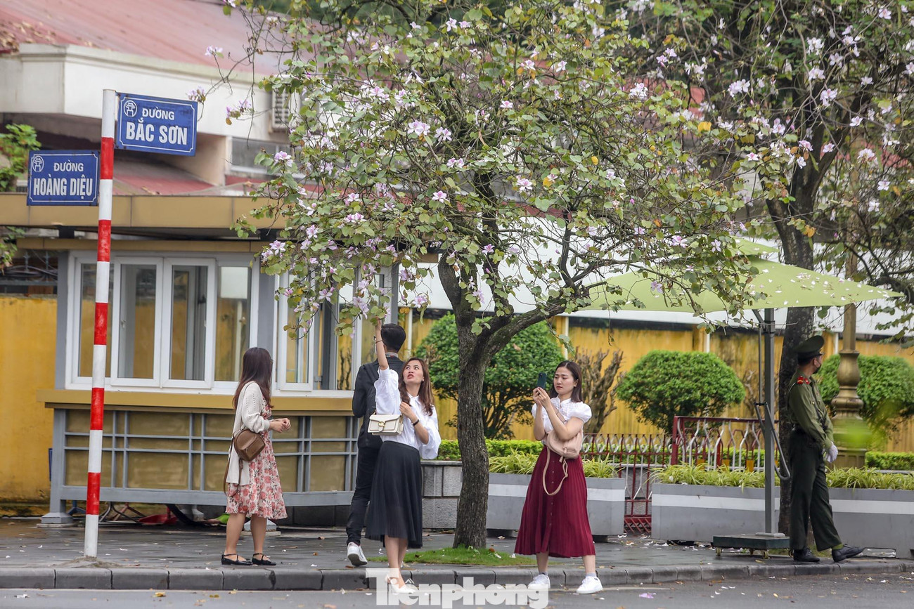 Hình ảnh hoa ban trên đường Bắc Sơn.