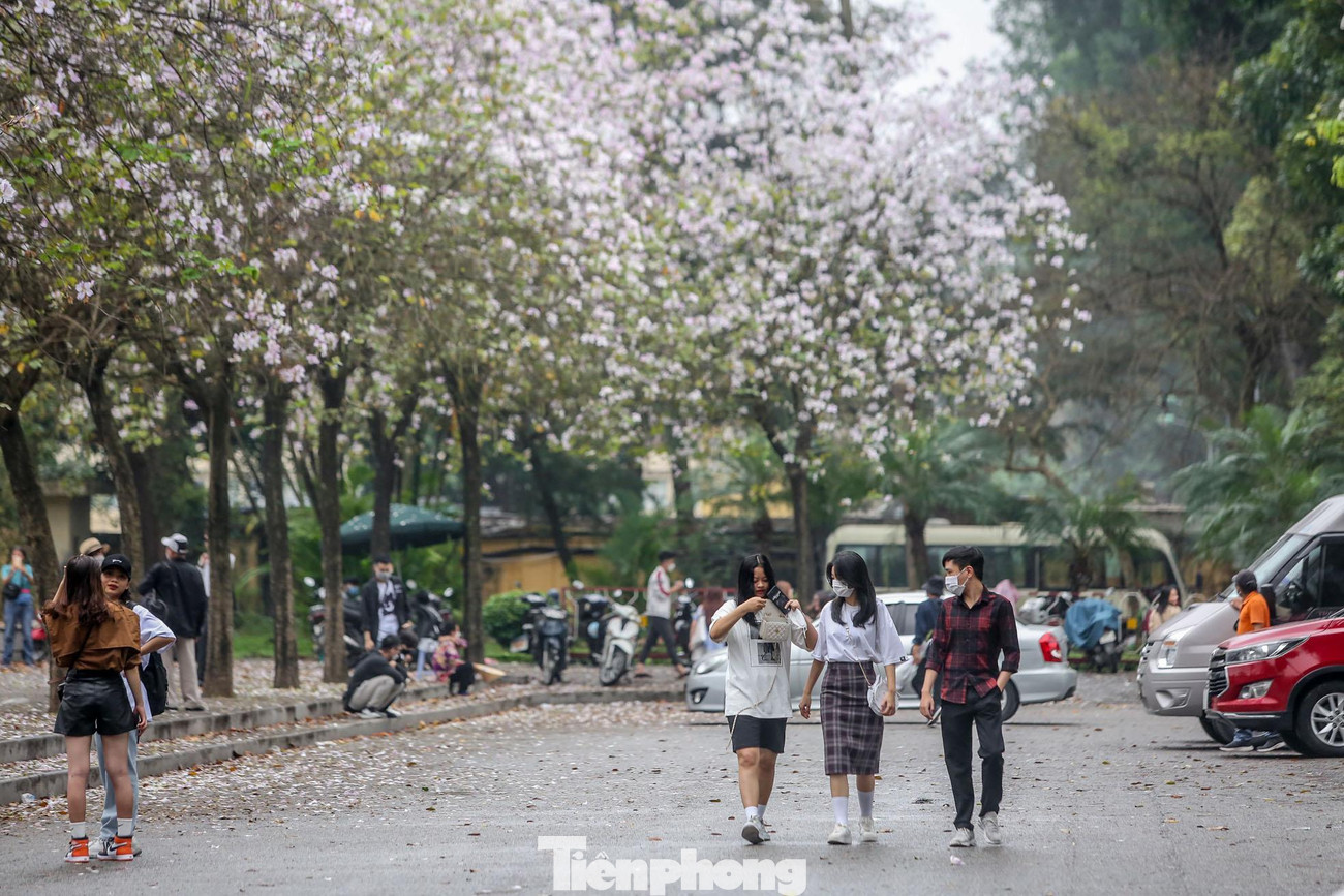 Những ngày này, con đường Hoàng Diệu, Bắc Sơn đang được tô điểm bởi hàng hoa ban tím đang nở rộ, thu hút mọi ánh nhìn của những người đi ngang qua đây.