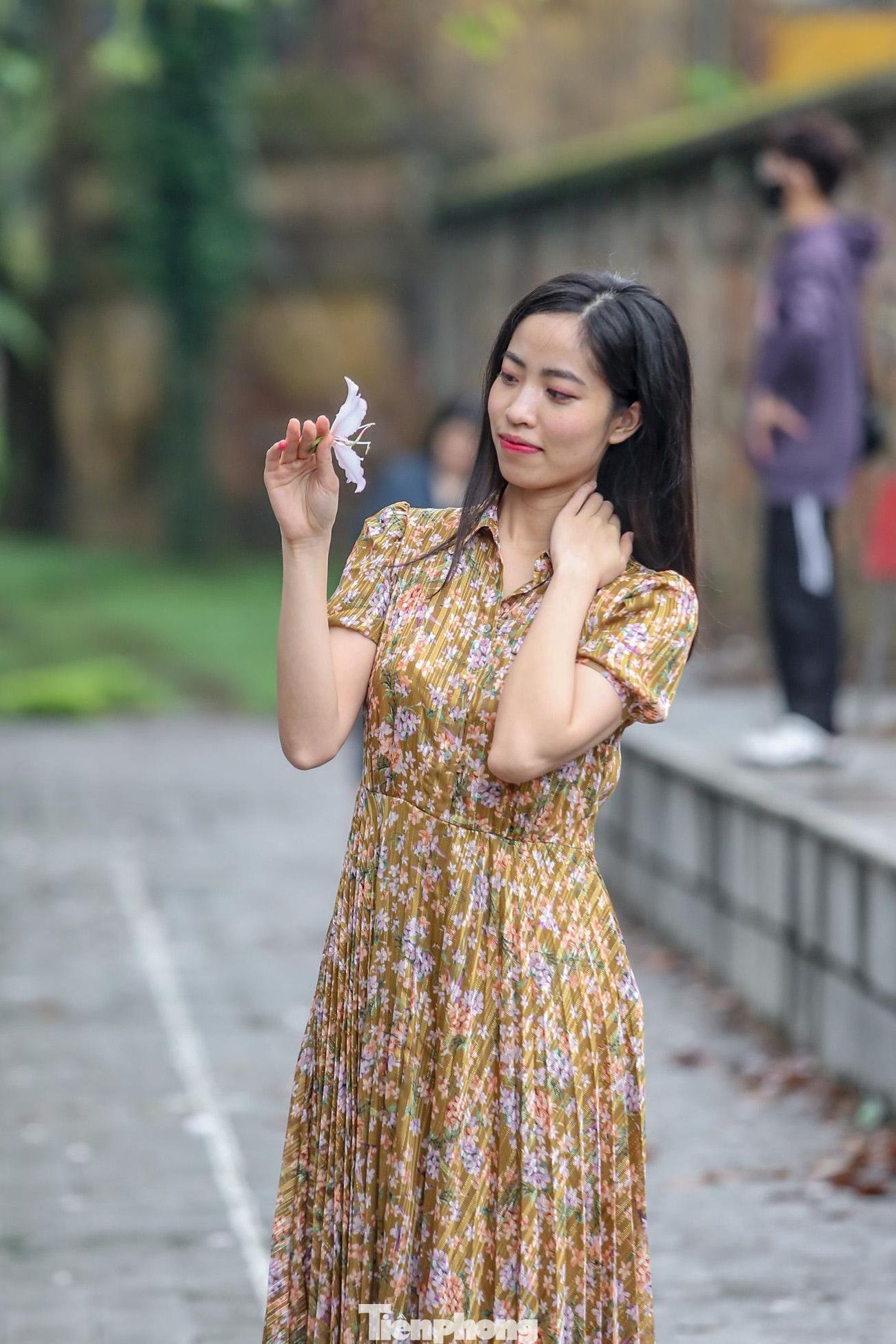 Dự kiến mùa hoa ban sẽ kéo dài hết tháng 3.