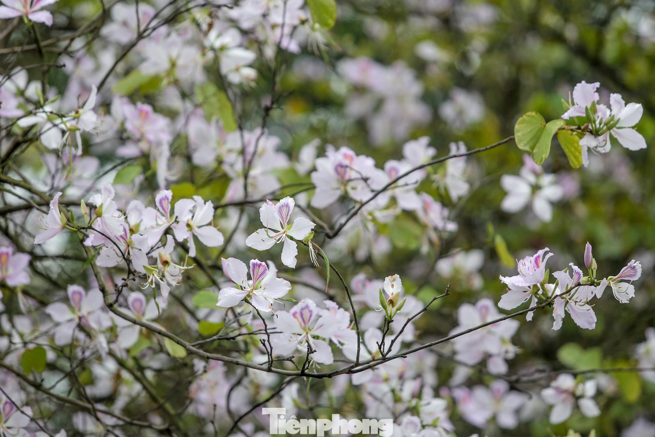 Loài hoa ban tím này được xem là loài hoa đặc trưng của núi rừng tây bắc, được trồng rất nhiều tại các tỉnh Sơn La, Lai Châu, Điện Biên.