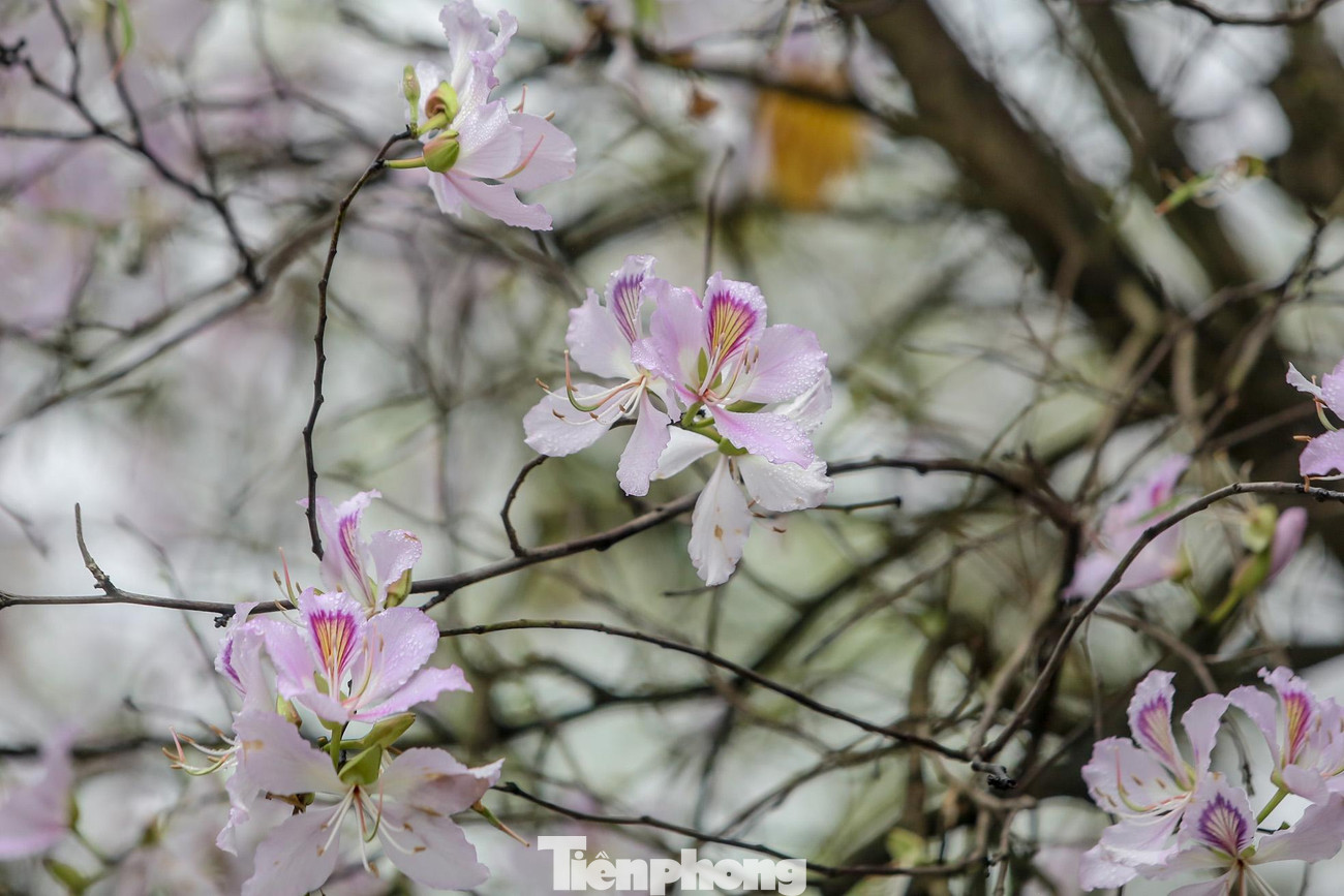 Những cánh hoa ban trắng pha sắc tím biểu trưng cho vẻ đẹp thuần khiết.