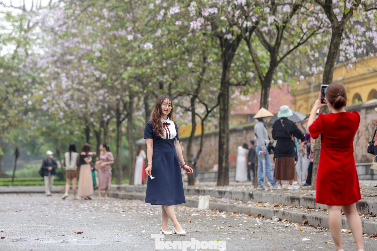 Hàng cây khoảng 20 gốc ban trắng đang bắt đầu nở rộ trên đường Hoàng Diệu.