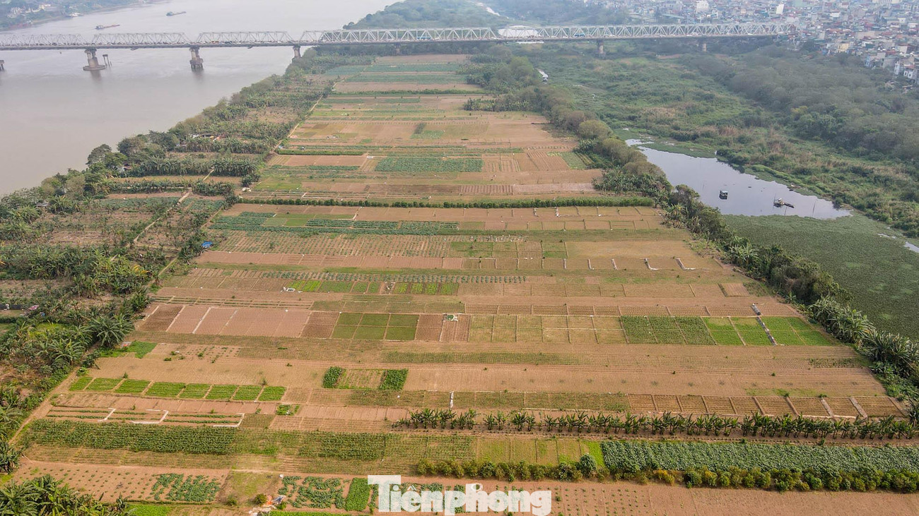 Khu vực bãi bồi ven sông đang được các hộ dân canh tác trồng rau, hoa màu, chăn nuôi...