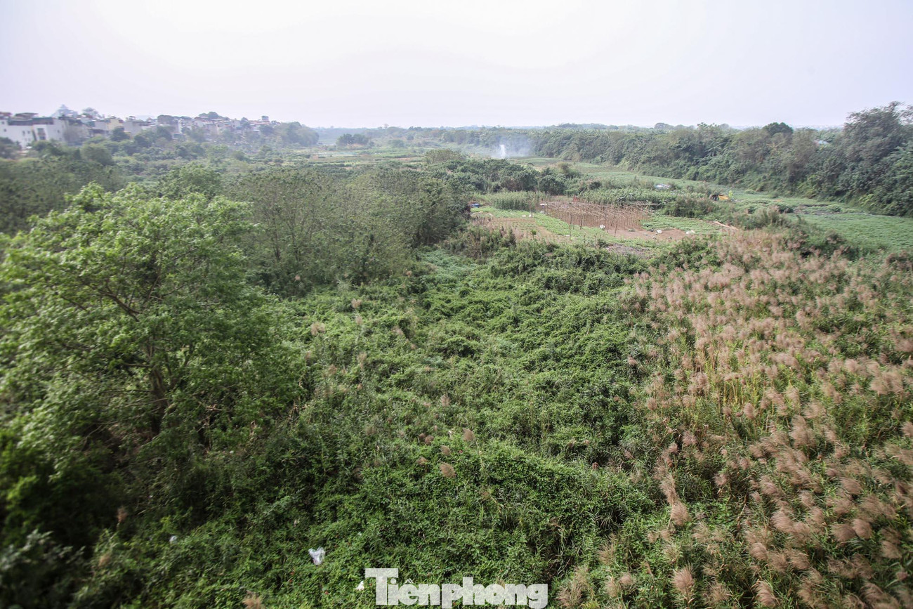 Cây tự nhiên phát triển rậm rạp, bãi bồi vẫn nổi tiếng bởi vẻ đẹp vào mùa cỏ lau.