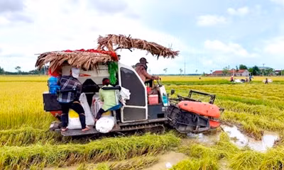 Xuất hiện tình trạng 'bảo kê' máy gặt lúa ở Gia Lai