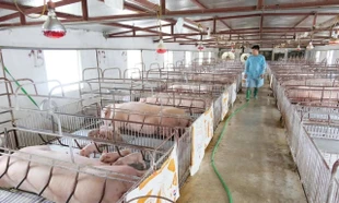 Chủ tịch Hà Nội yêu cầu xử lý nghiêm hành vi tiêu thụ, vứt xác lợn nhiễm dịch 