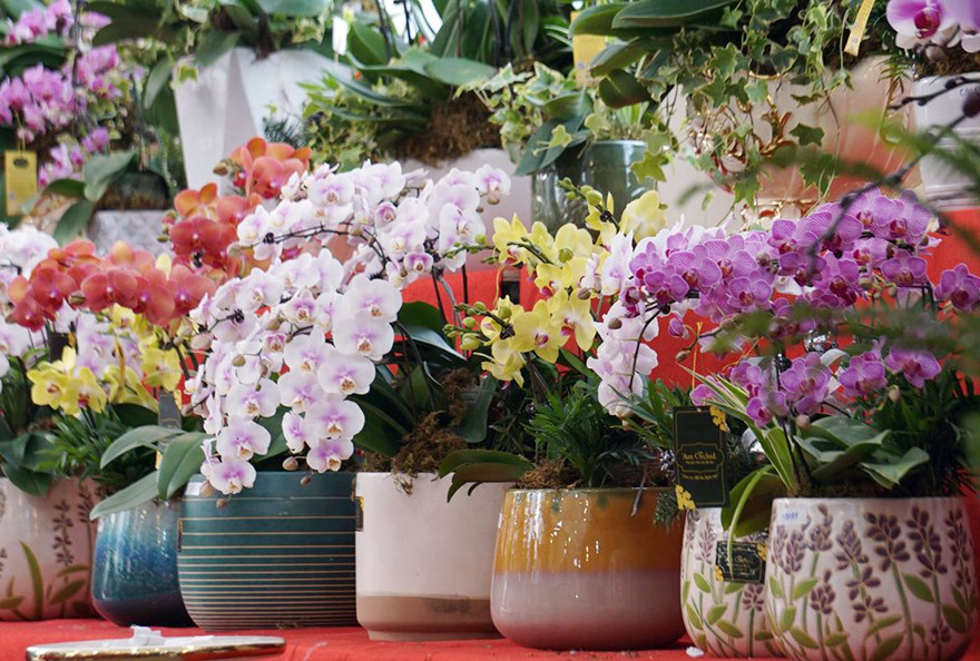 Còn 3 tuần nữa tới Tết Nguyên đán Canh Tý 2020, không chỉ tại các chợ hoa nổi tiếng như Quảng Bá (Tây Hồ), Vạn Phúc (Hà Đông), Hoàng Hoa Thám (Ba Đình) mà nhiều tuyến phố tại Hà Nội ngập tràn sắc hoa đào, lan... chơi Tết.