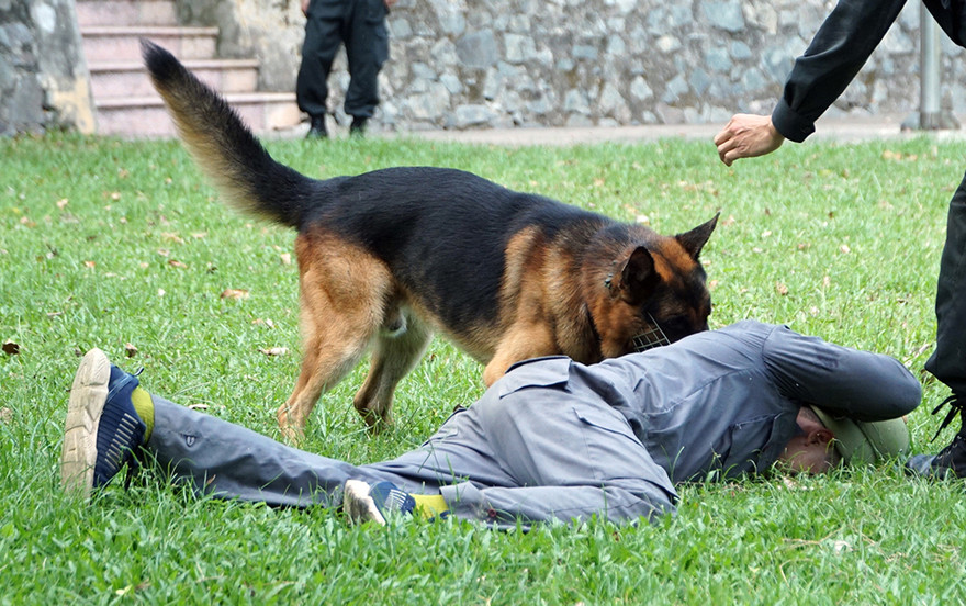 Tận thấy cảnh khuyển phát hiện ma túy, cỏ Mỹ và truy bắt tội phạm