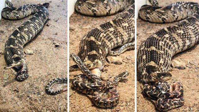 Cảnh tượng rắn mẹ đẻ một lúc 57 con non (Ảnh: Story Trender)