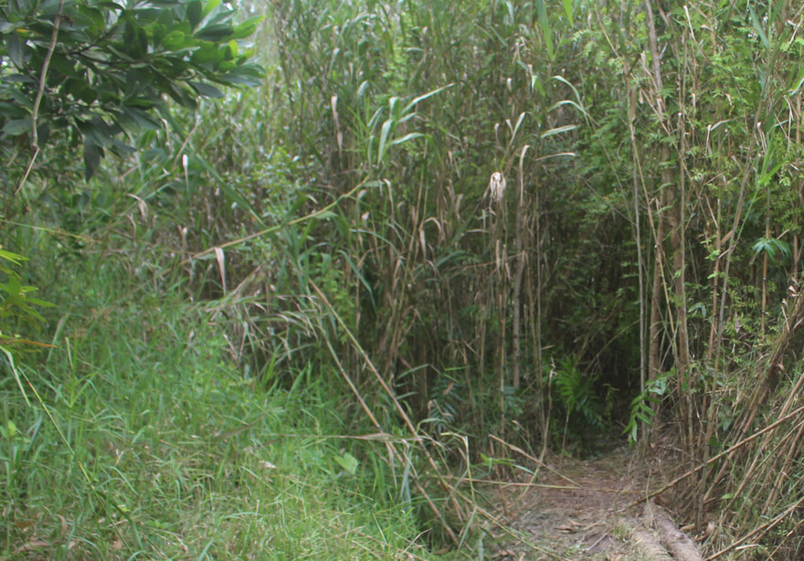 Hiện trường nơi phát hiện thi thể bé N. 