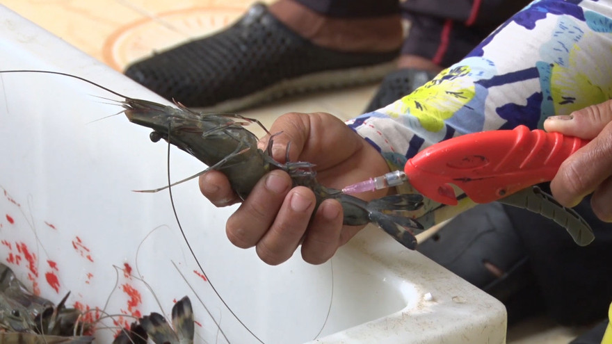 Bơm tạp chất vào tôm