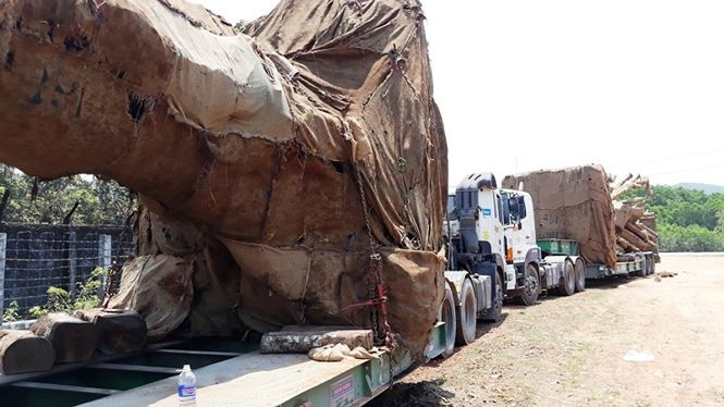 Gia cố cầu để vận chuyển cây 'khủng' xuyên Việt?