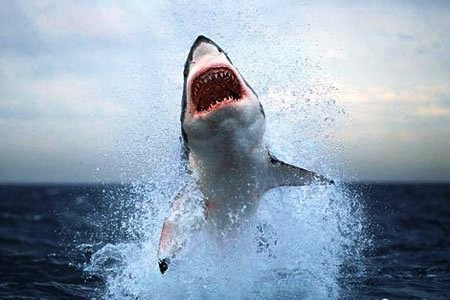 Ngư dân bị cá mập tấn công ở Hải Phòng