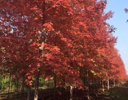 Cây phong lá đỏ đang được TP Hà Nội trồng tại dải phân cách giữa đường Nguyễn Chí Thanh. Ảnh: Công ty cây xanh Hà Nội.