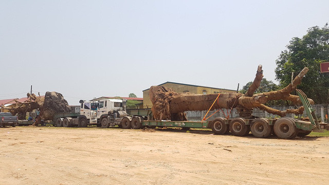 Ba cây 'khủng' vẫn nằm ở Huế, có nguy cơ chết