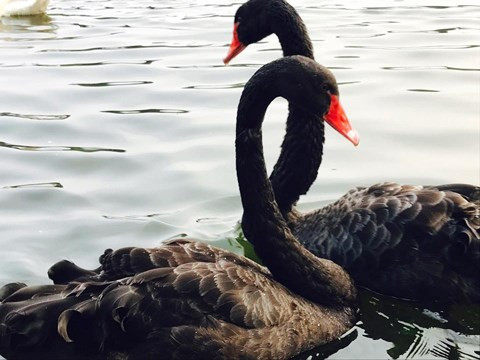 Thiên nga đen trên hồ Thiền Quang.