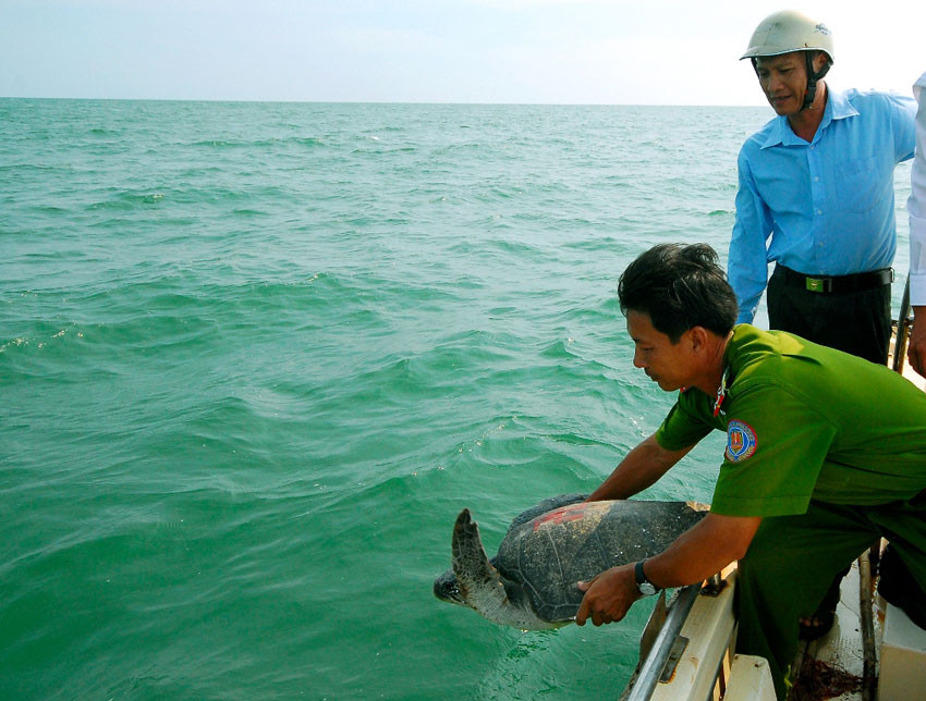 Thả rùa quý về với biển.