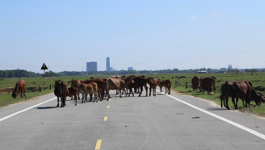 Đường 52 tỷ đồng làm nửa chừng rồi bỏ không thành 'bãi' chăn thả bò