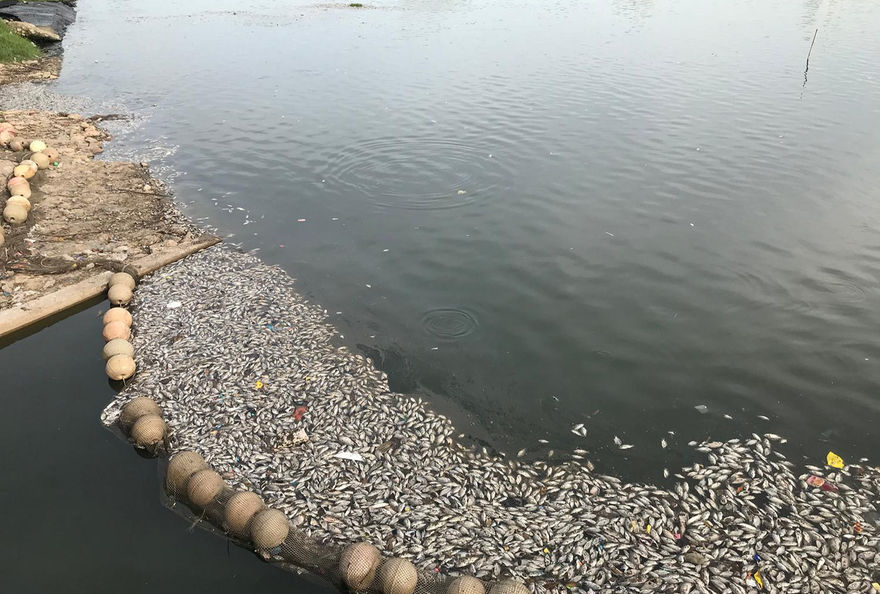 Cá chết trắng hồ Yên Sở do thay đổi thời tiết?